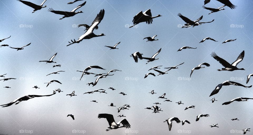 Raining Birds . Demoiselle Cranes, Thar Desert, India 