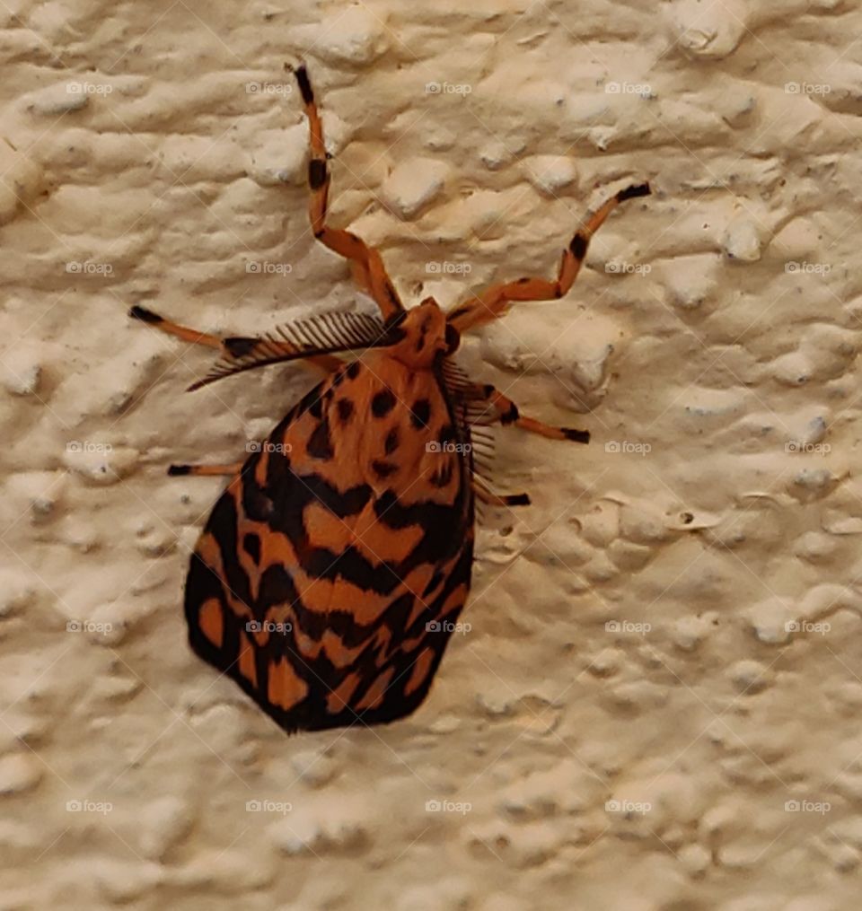 Mustard color insect with antenna
