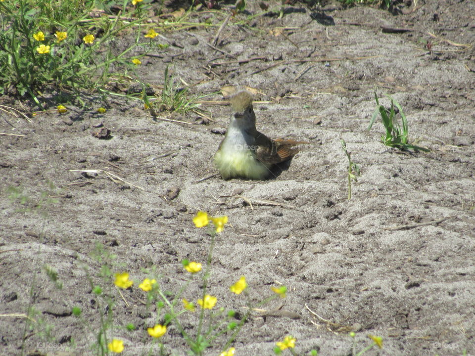 Great crested flycatcher taking a dust bath