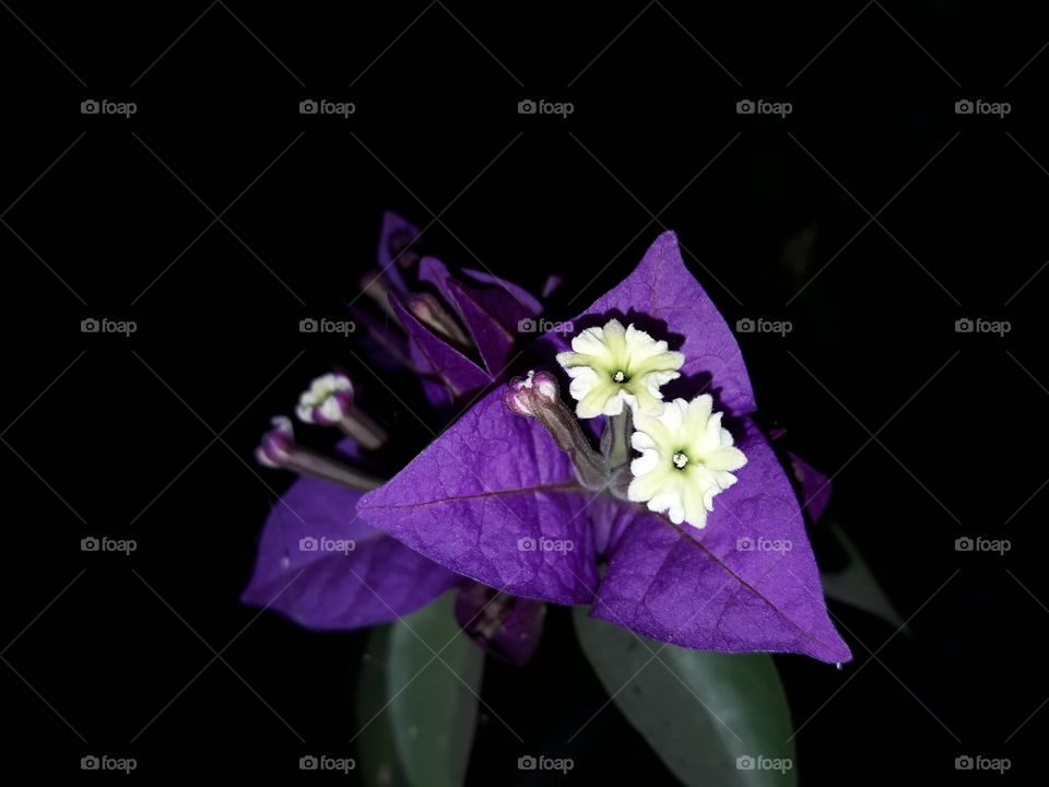 Purple bougainvillea