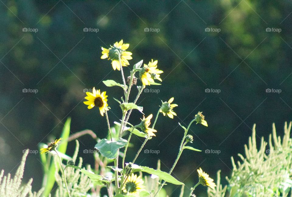 Sunflowers in a field 