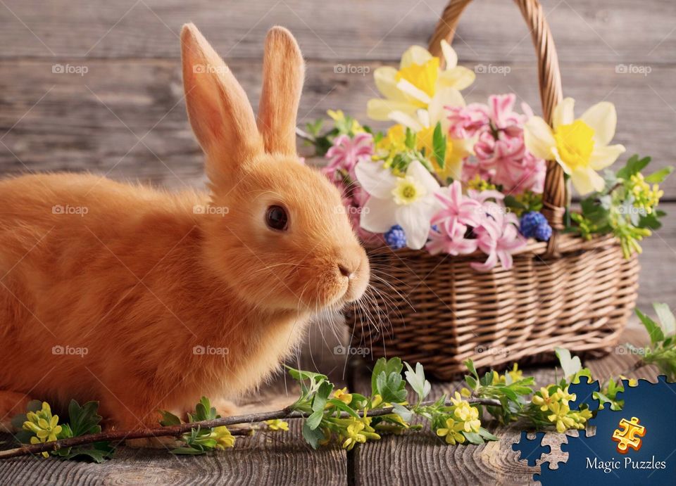 Rabbit with flowers 