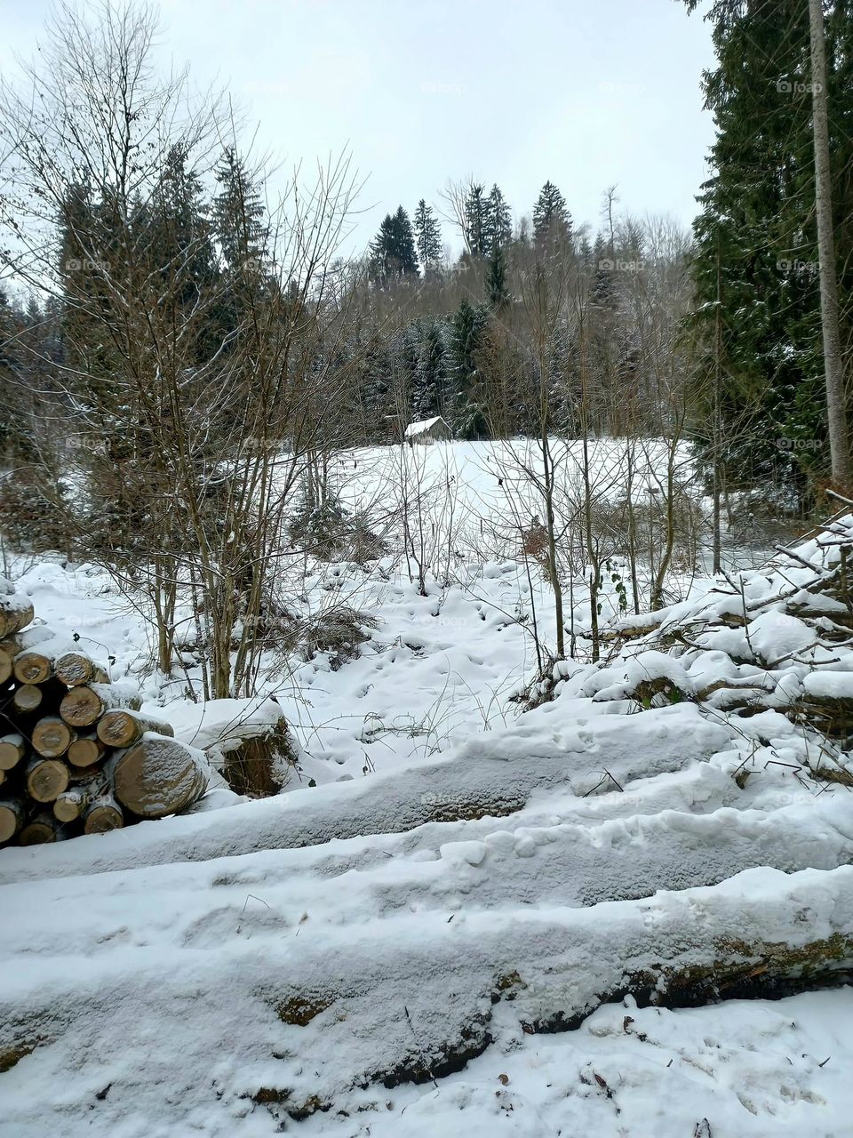Walking in the Snowy Woods