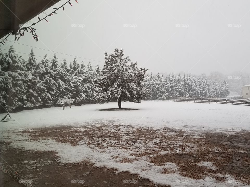 Georgia snow
