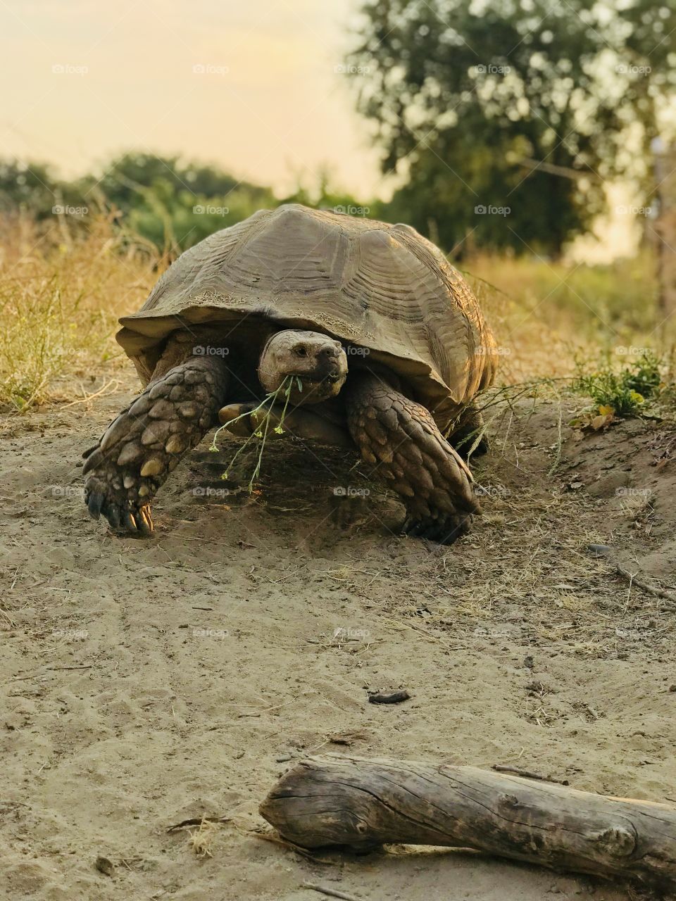 The turtle was giving me flowers and posing for me 😆