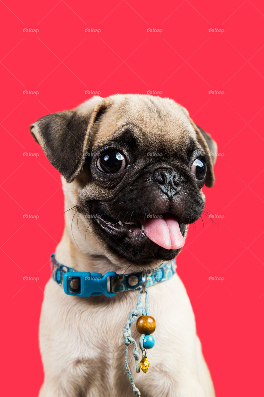 pug looking away isolated in red background