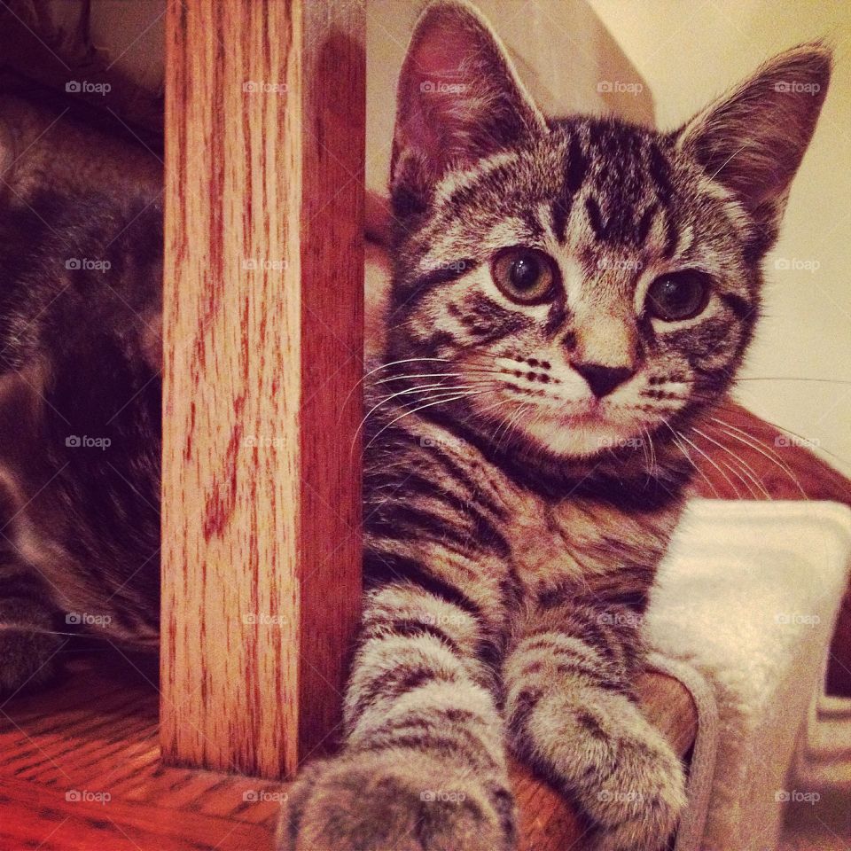 Foster kitten with corneal scarring in left eye