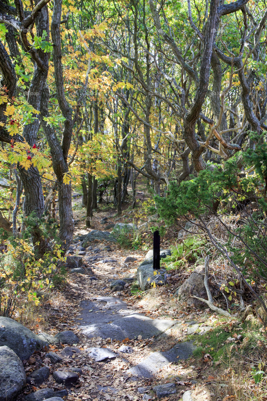 Autumn , path in the Woods - höst skog
