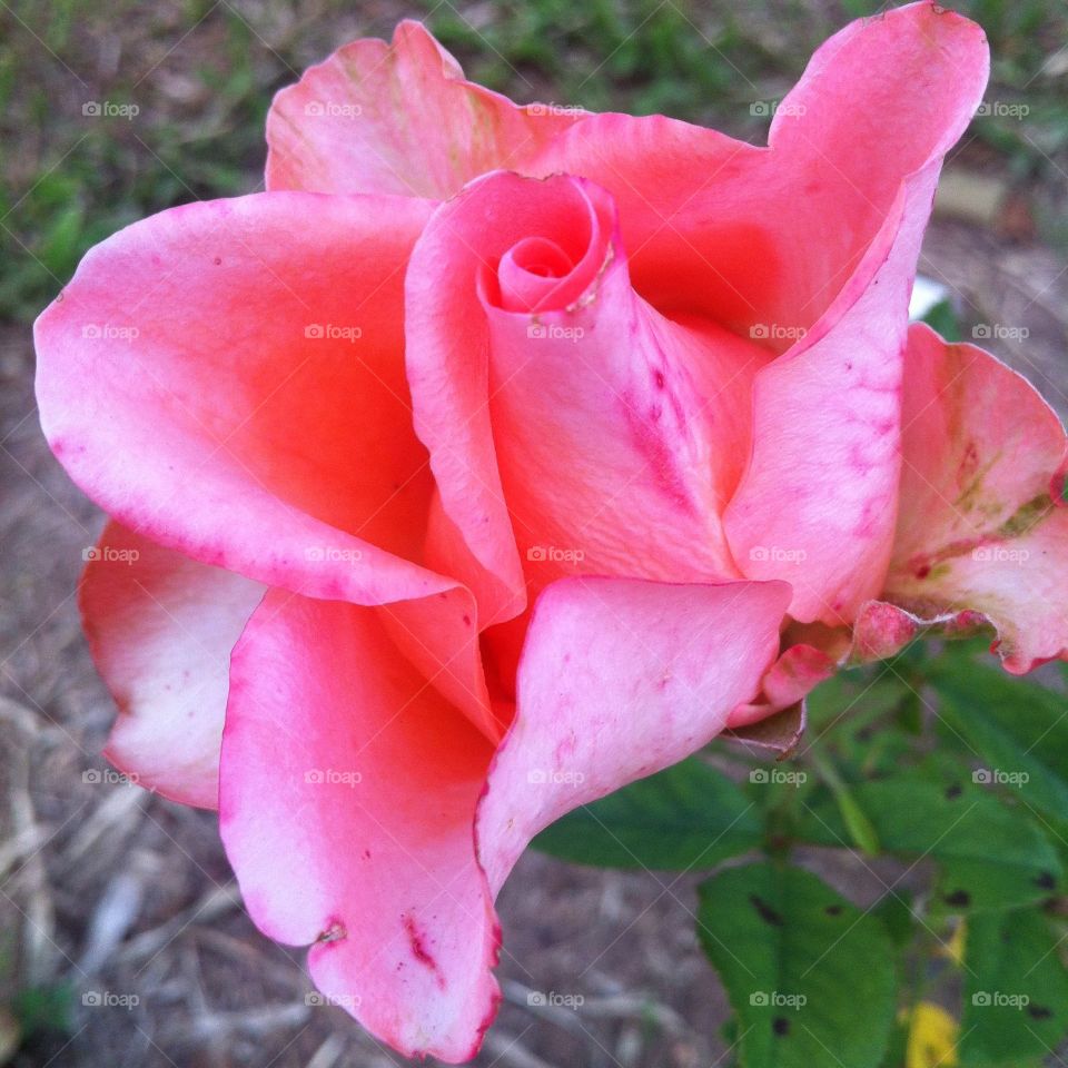 🌹 🇺🇸 Very beautiful flowers to brighten our day.  Live nature and its beauty. Did you like the delicate petals? / 🇧🇷 Flores muito bonitas para alegrar nosso dia. Viva a natureza e sua beleza. Gostaram das pétalas delicadas? 