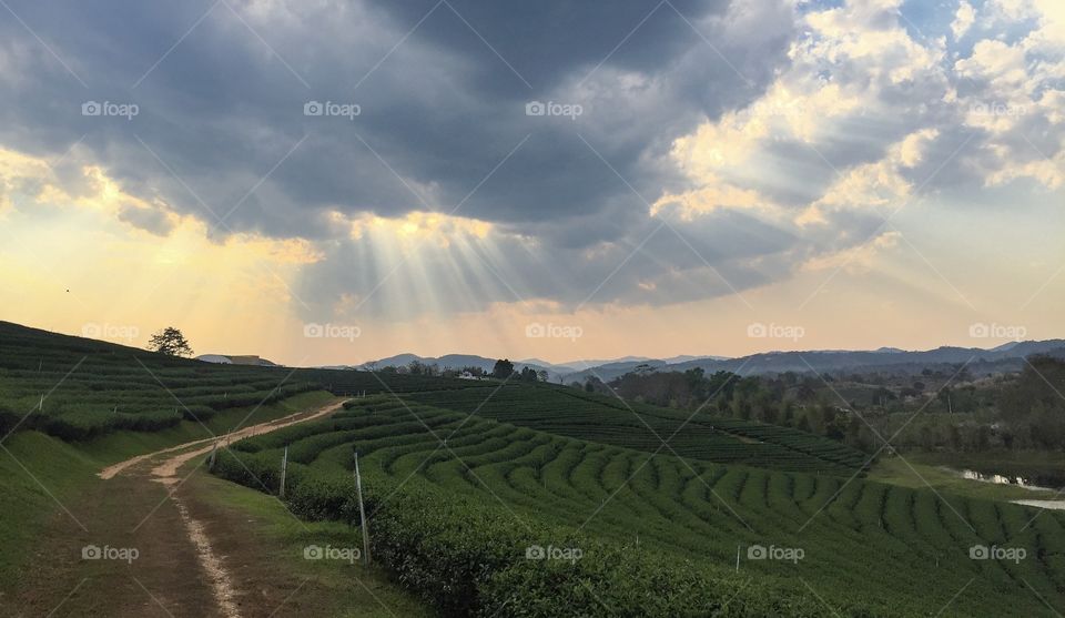 Chiang Rai/Thailand-Chui Fong Tea Plantation