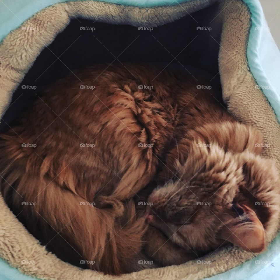 Tiny cat falls asleep 