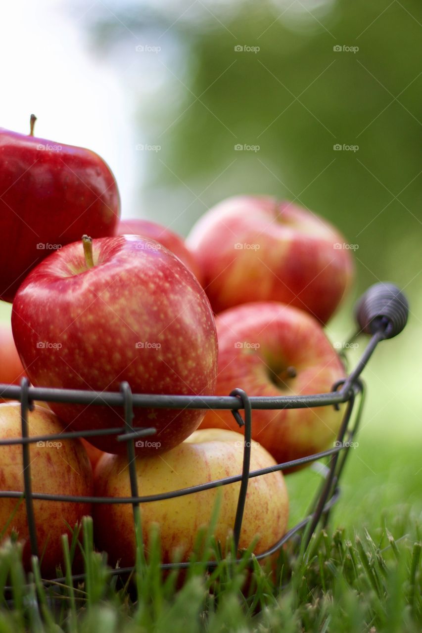 Fruits! - Apples in a wire basket on the grass against a background of blurred trees