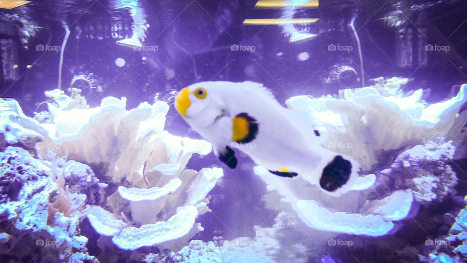 salt water fish white black and yellow