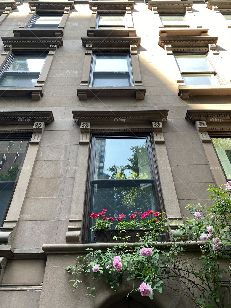 Pink roses and Zonal geraniums flowers in front of the apartment building at spring.