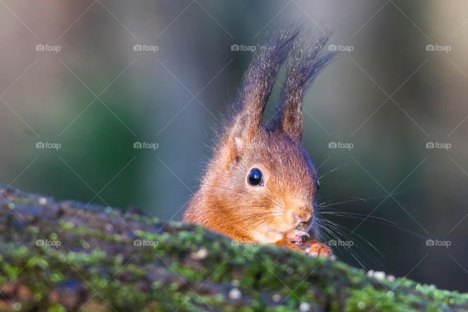 Red squirrel close up head portrait