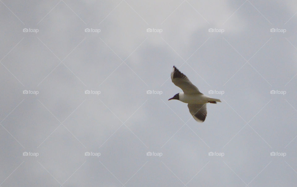 flight of seagulls over the river