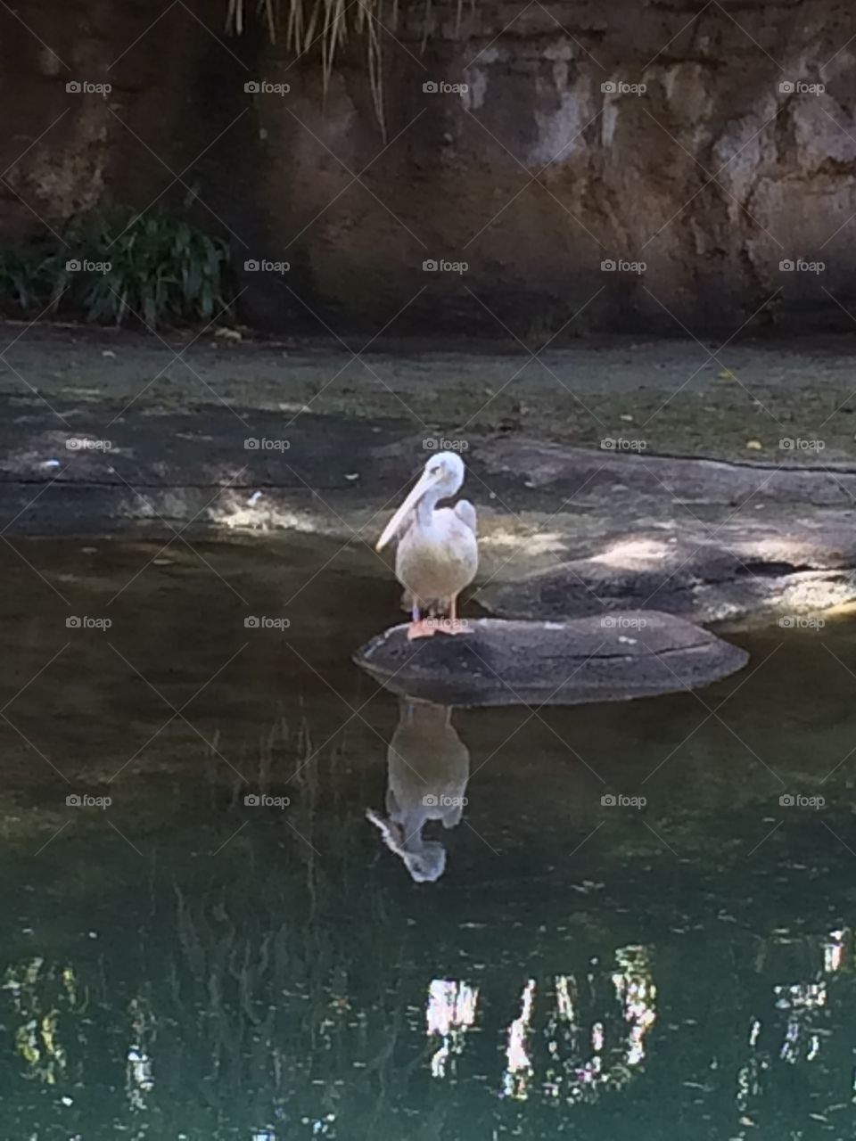 Pelican reflection 