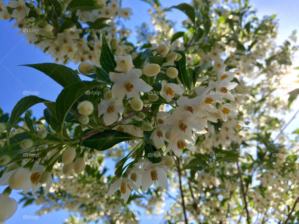 Looking Up, Japanese Snowbell.