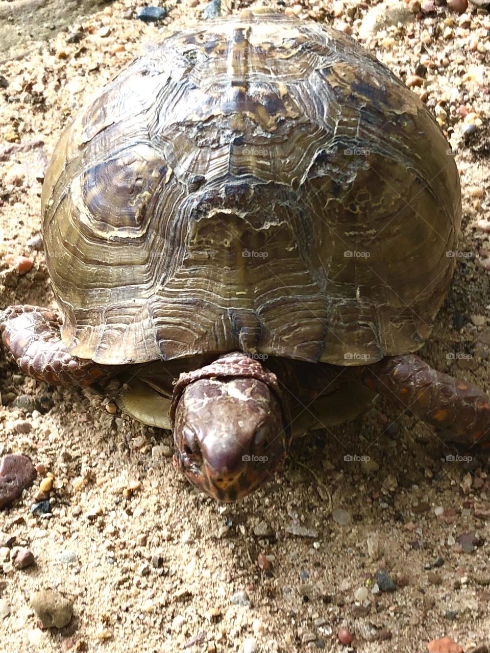 Found this box turtle crossing the dirt road here at the ranch. They’re a protected species here in Texas. 