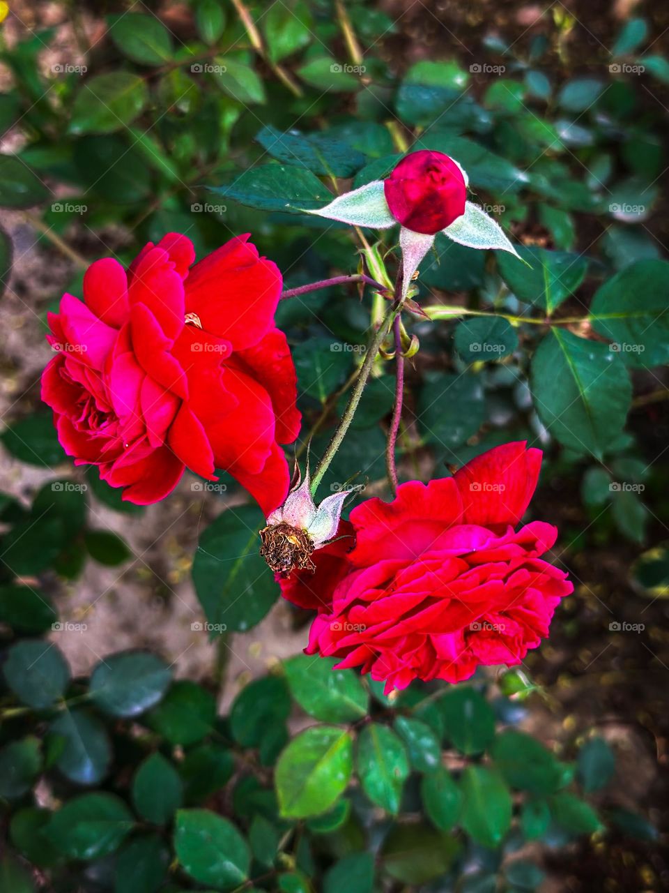 Red roses plant