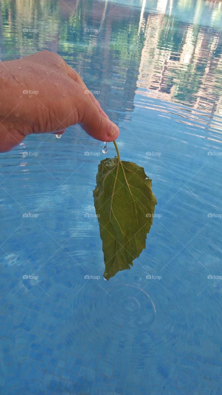 Beautiful green leaf in hand.