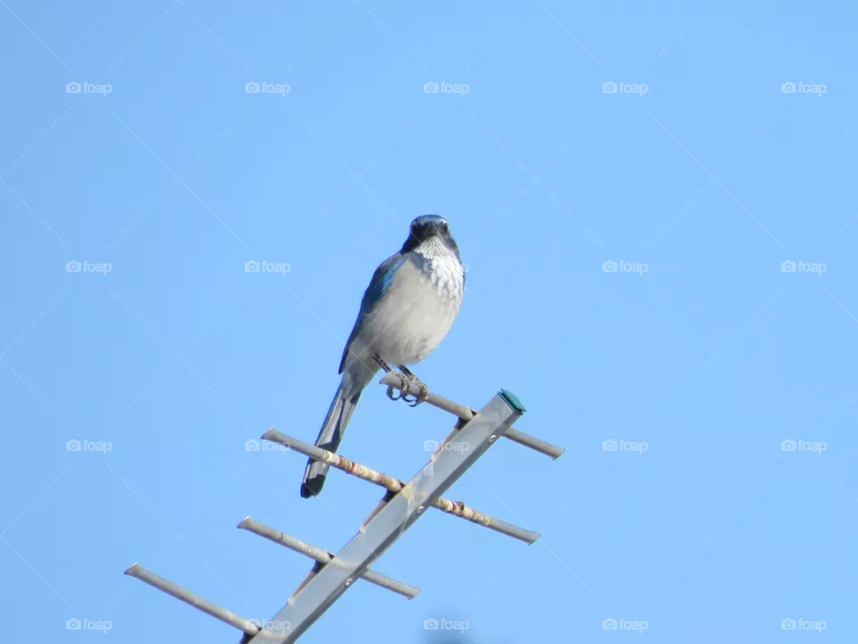 Scrub Jay 