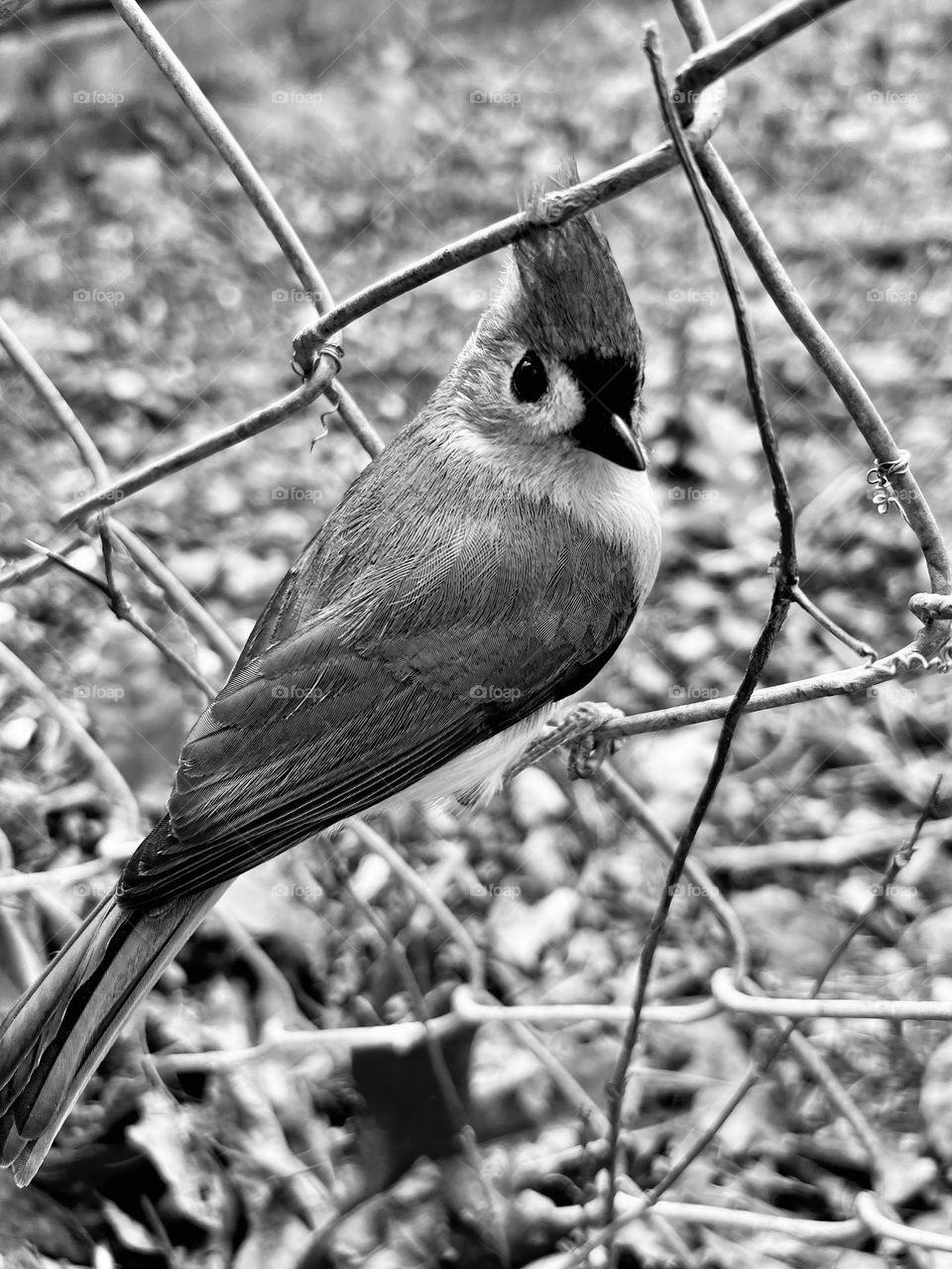 Closeup of Tufted Titmouse perching on a chain link fence, in black and white. The wild bird looks back at the camera