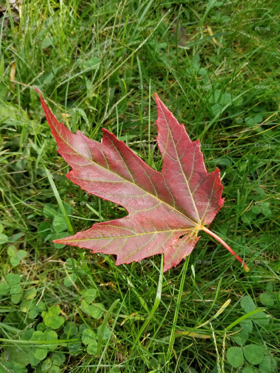 Maple leaf. Fallen from our tree out back.