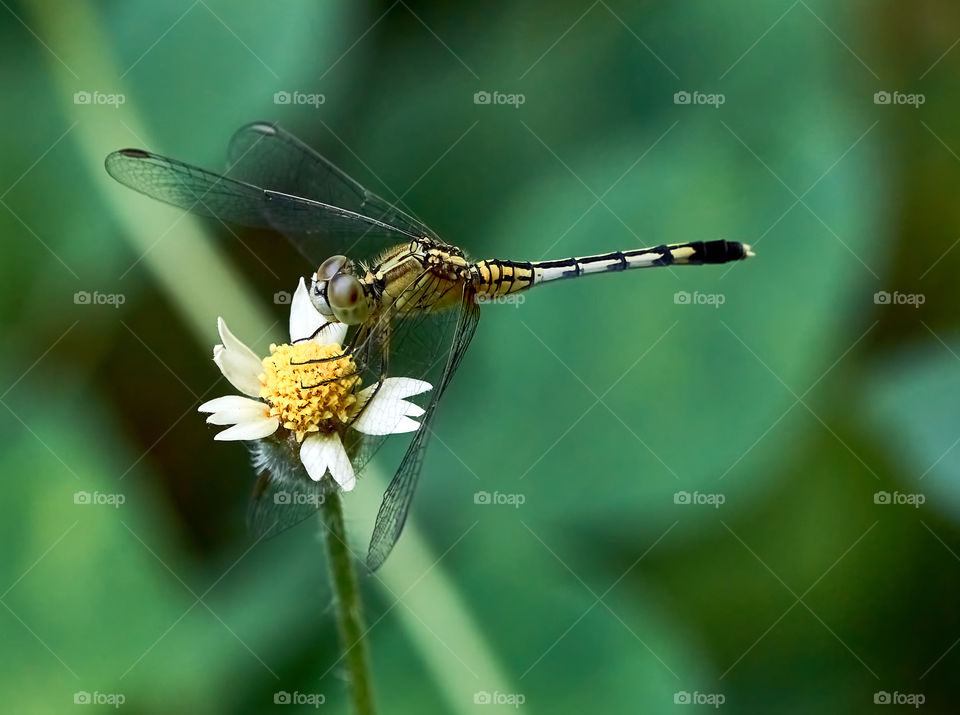 Macro photography - Dragonfly on daisy flower