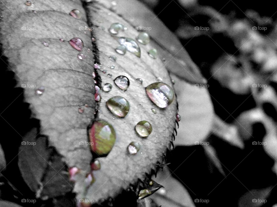 raindrops of color