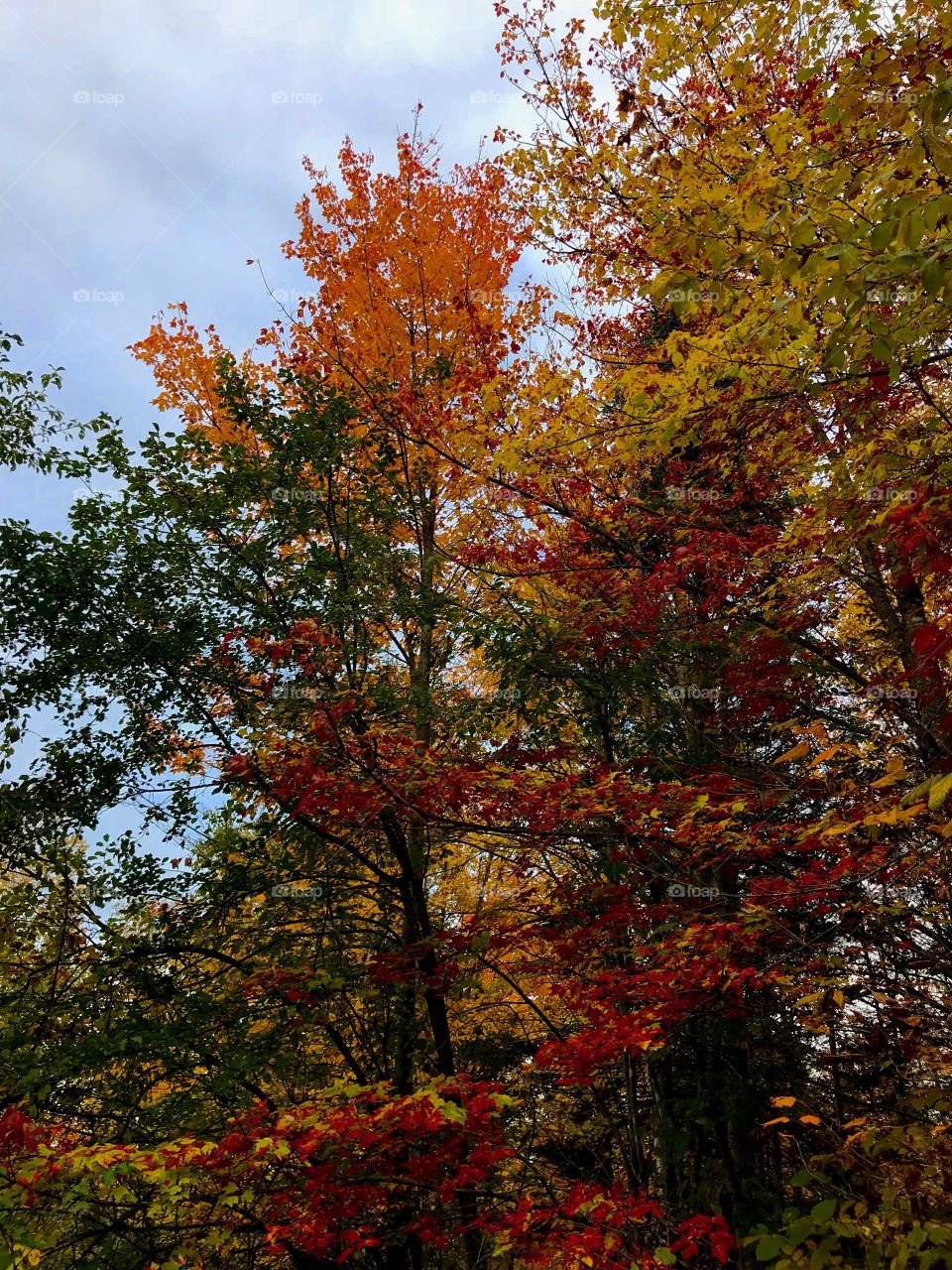 Beautiful colors of autumn 
