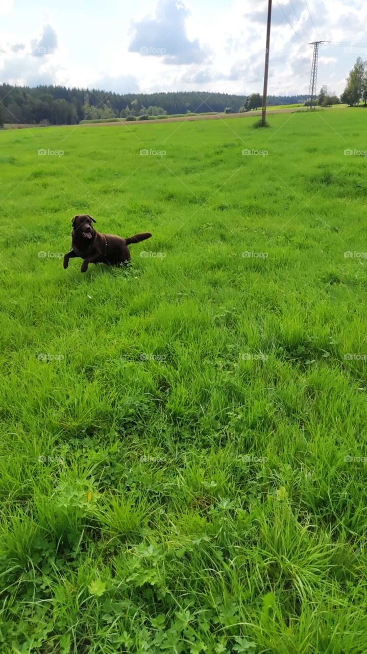 Dog running on a meadow