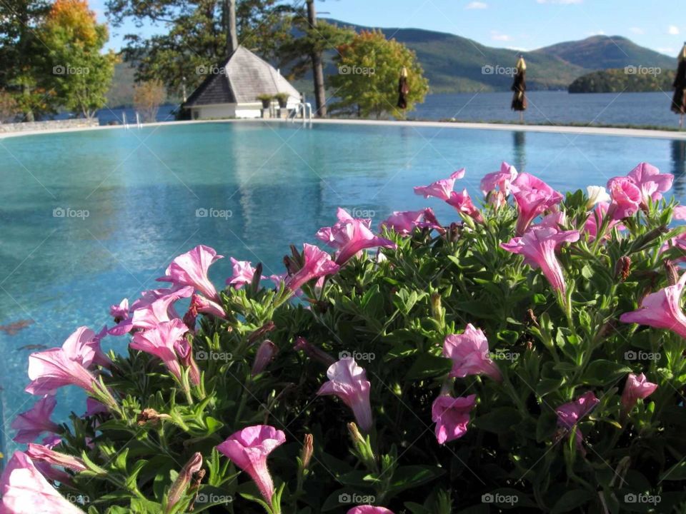 Flowers by the Poolside