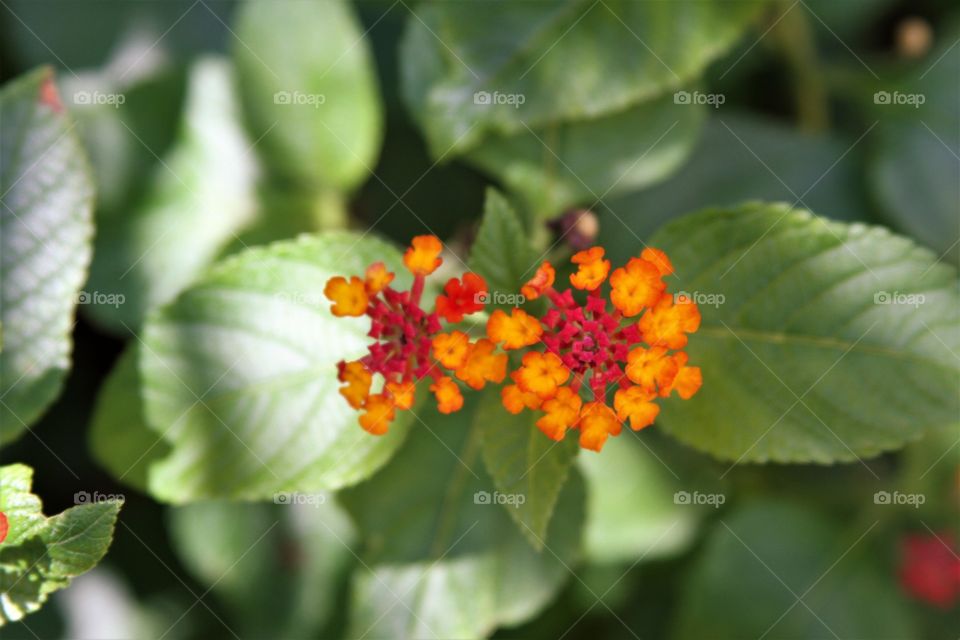 orange and red flowers in a sea of green leaves.