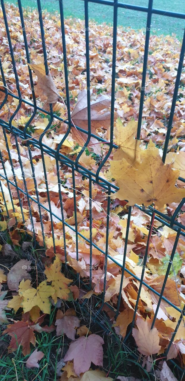 leaves on and behind the fence