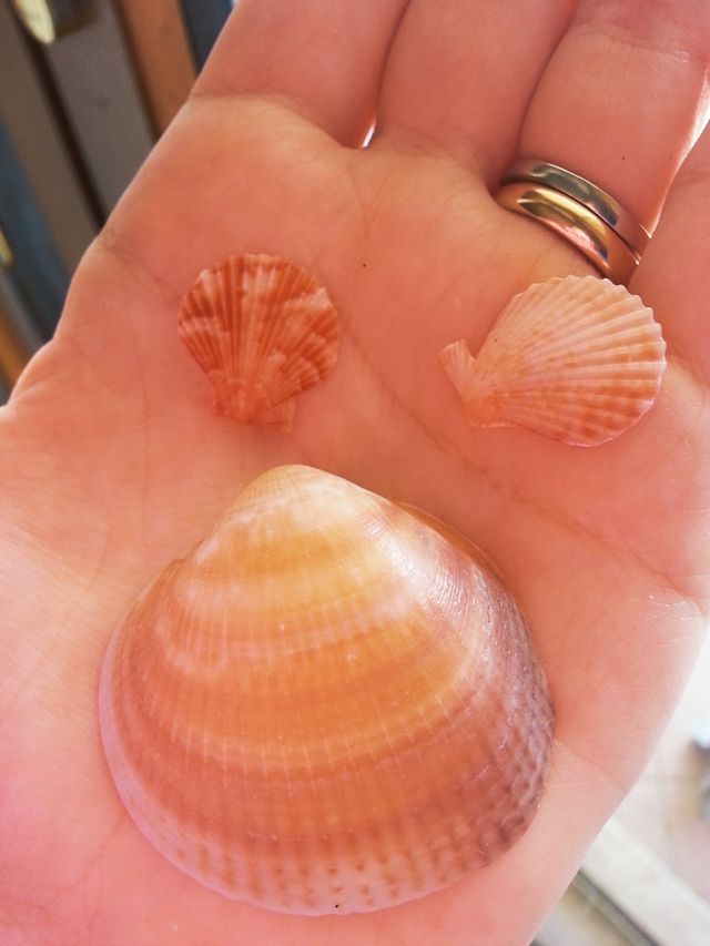 seashells
