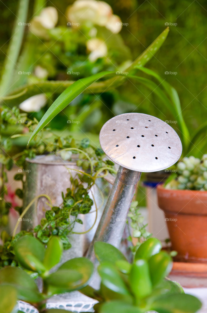 Watering my plants