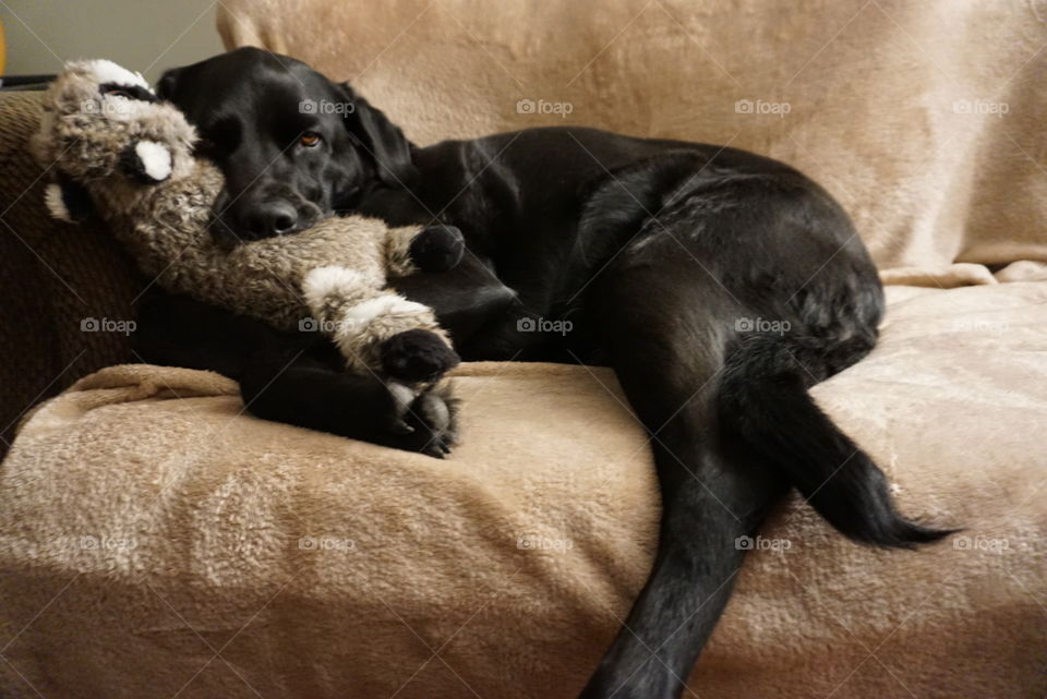 Black Labrador sleeping with a stuffed raccoon in her mouth 