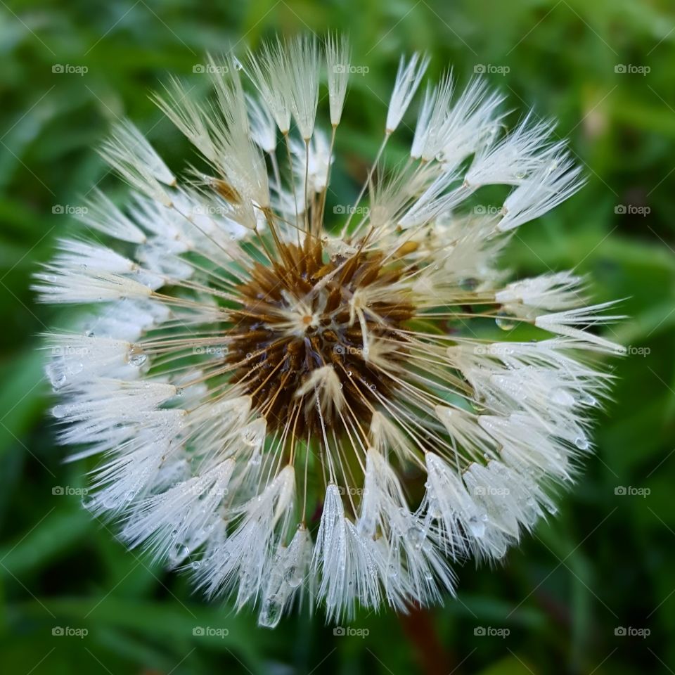 dandelion