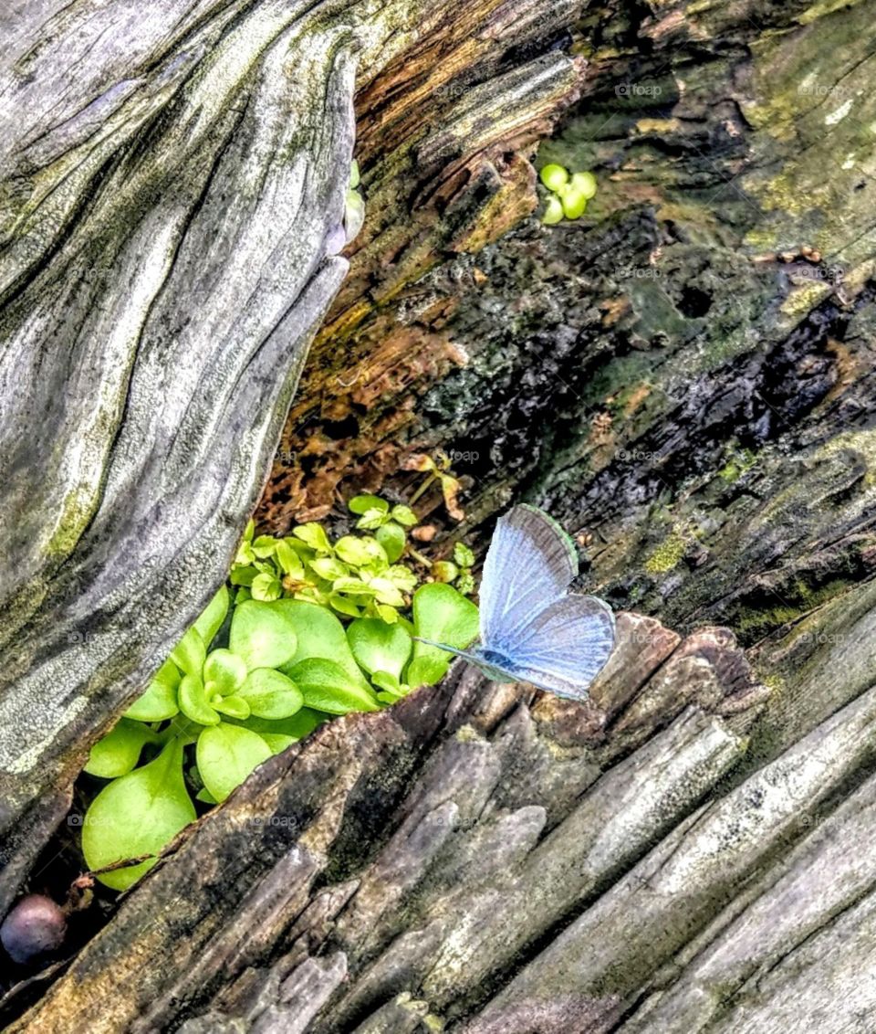 A withered tree comes to life again in the spring. that is a vibrant season. dead wood also has a special bright spring, the cute little green plants, a light blue butterfly on the withered wood are vivid, beautiful, significant and encouraging.