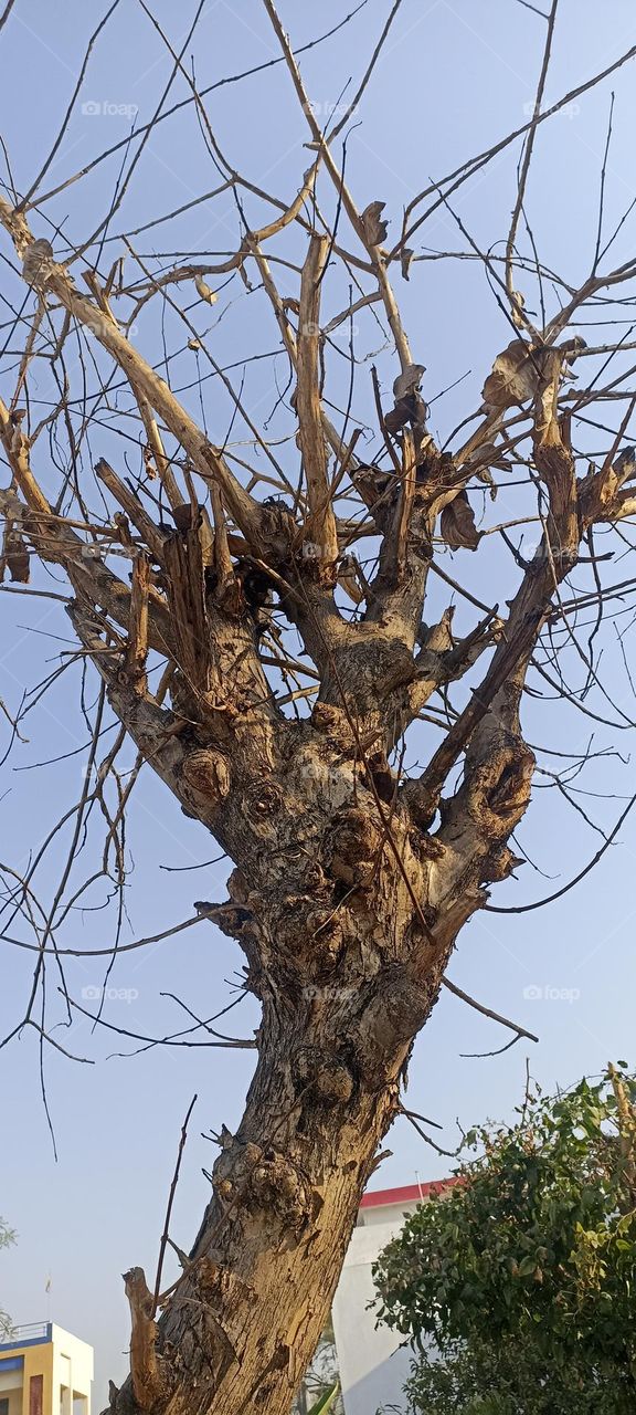 In the spring some time the tree sheds all the leaves and still looks beautiful. beauty needs nothing just be with you.