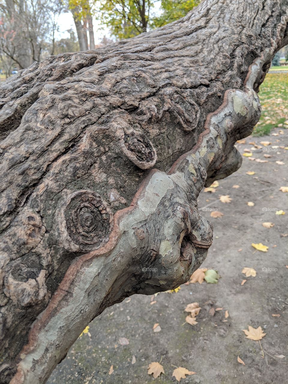a diseased tree branch