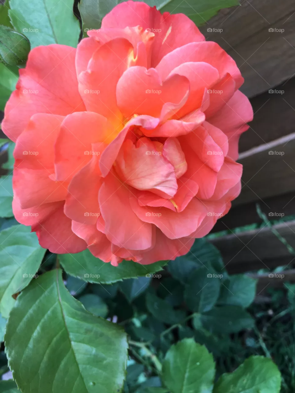 Blume 
