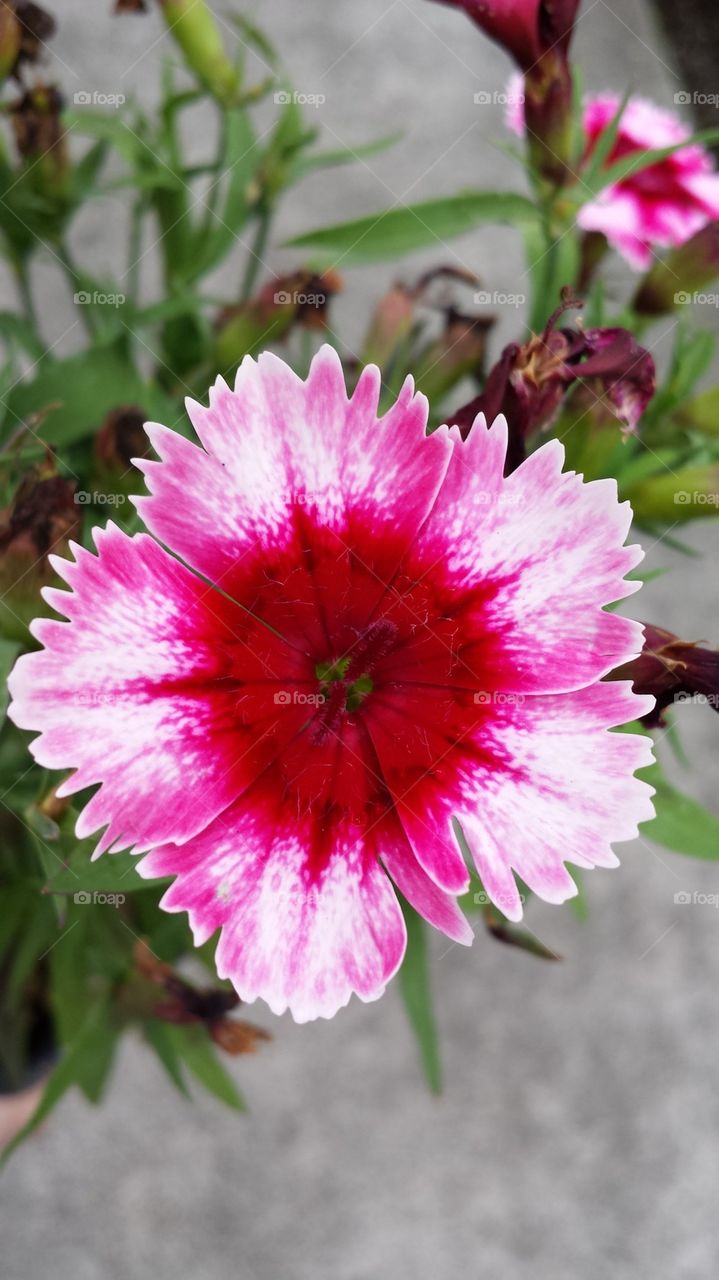 Pink and red dianthus flower