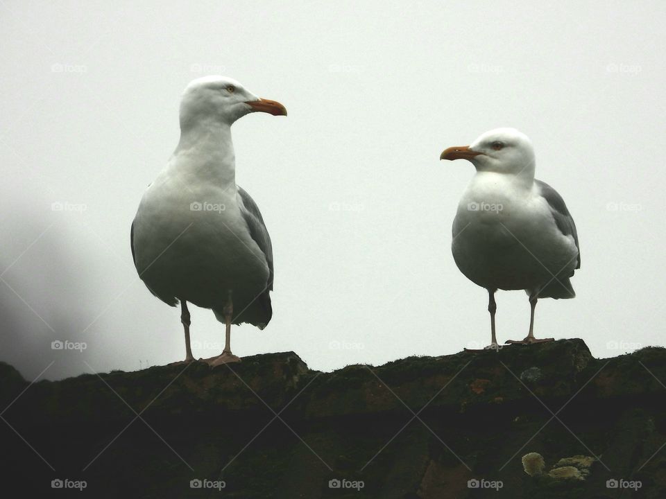 two seagulls