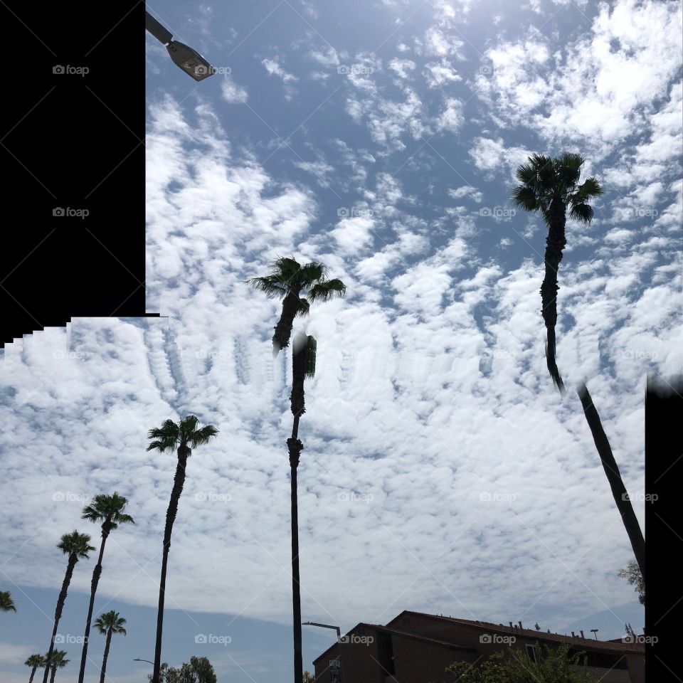 Distorted palm trees and sky.
