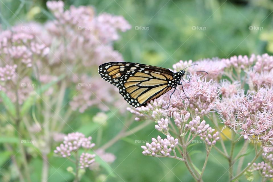 Monarch butterfly 