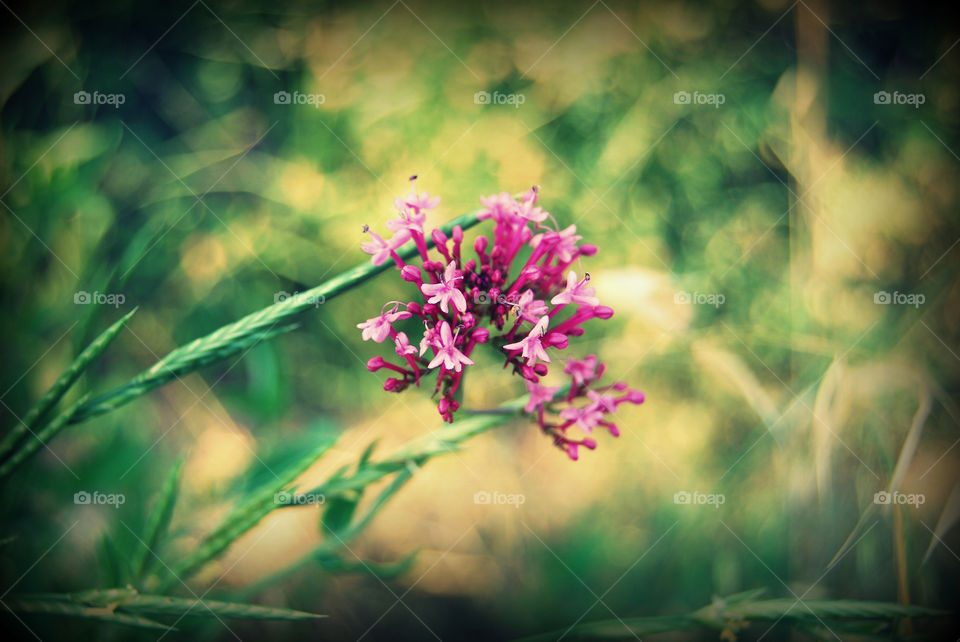 lonely flower. excursion day