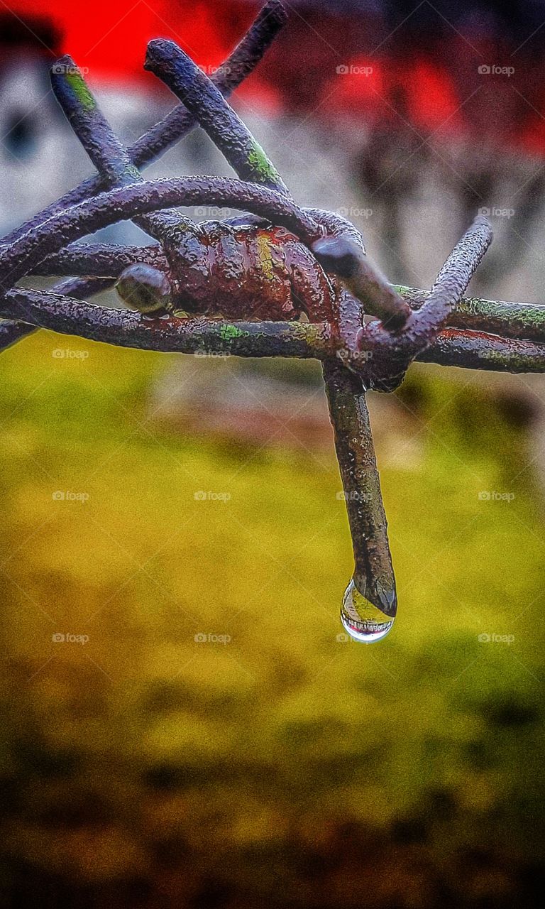 Barbed wire after rain