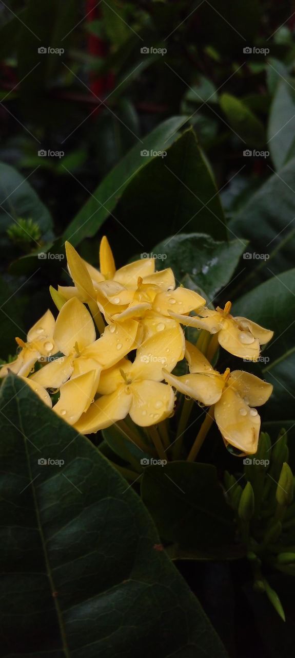naturelover, beautiful flowers, drak background, yellow